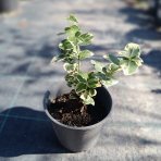 Bršlen Fortuneov (Euonymus fortunei) ´SILVER QUEEN´ - výška 10-15 cm, kont. C2L